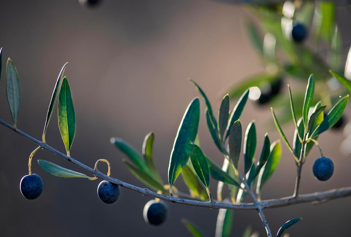 Lip Balm: Kiss of Blush (3-pack) by ODE Olive Oil Beauty, Organic EVOO, California Made, Luxurious Lip balm