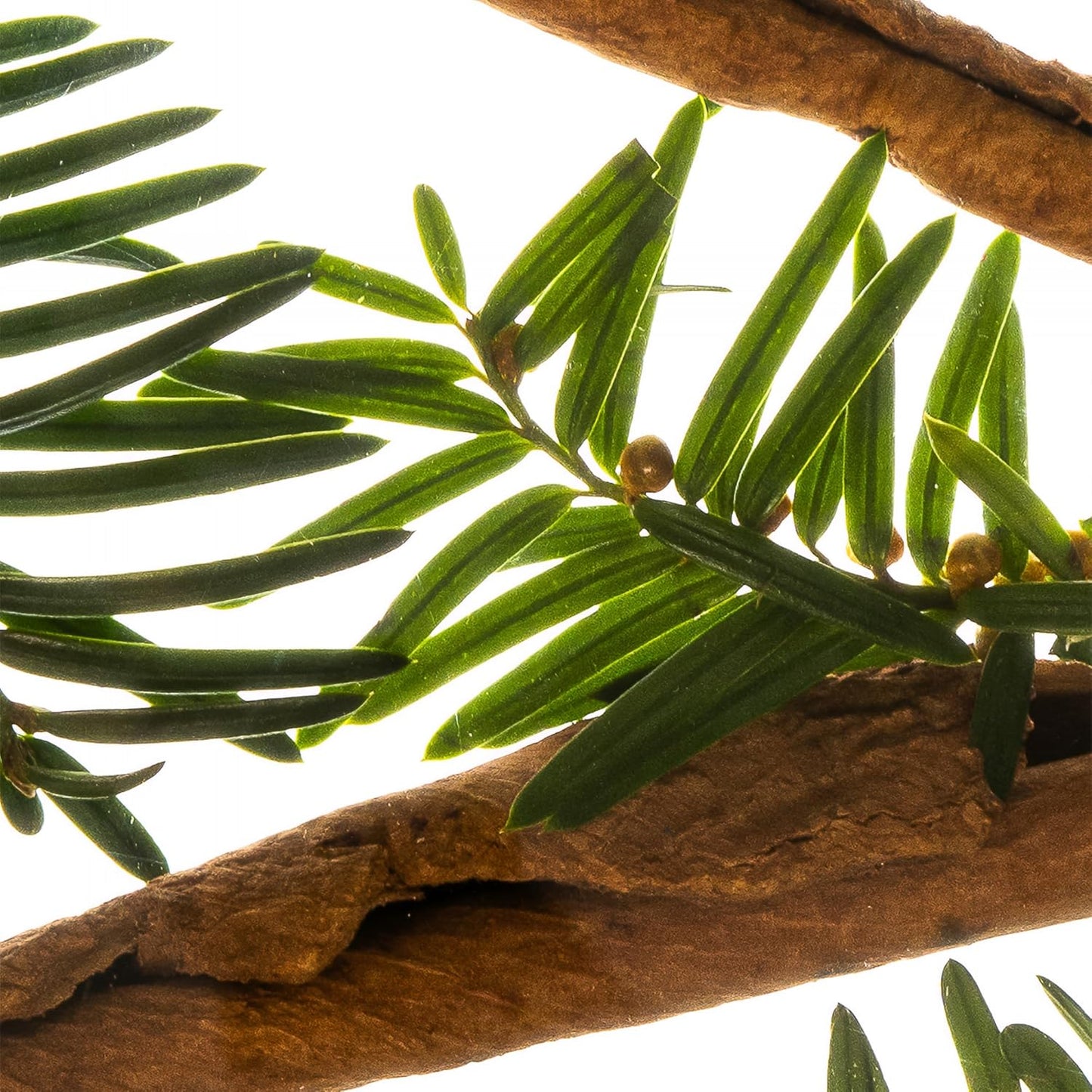 ESAS NYC Primal – Organic Perfume Mist, MADESAFE® – WARM | SENSUAL | SWEET – 0.33 oz Fragrance EDP