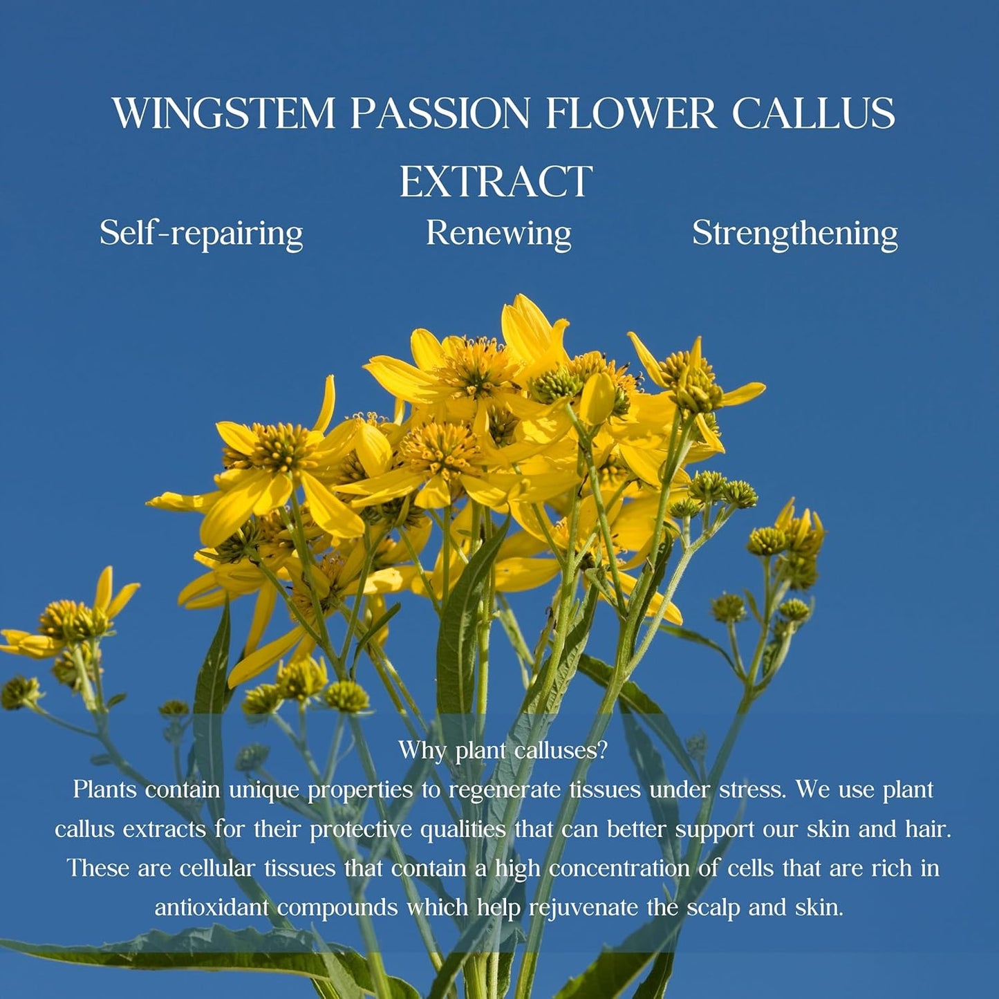 Deep Cleansing Botanic Cellcare Shampoo 500ml, 16.90 fl oz | Sulfate-Free, Paraben-Free and Color-Safe | pH Balancing