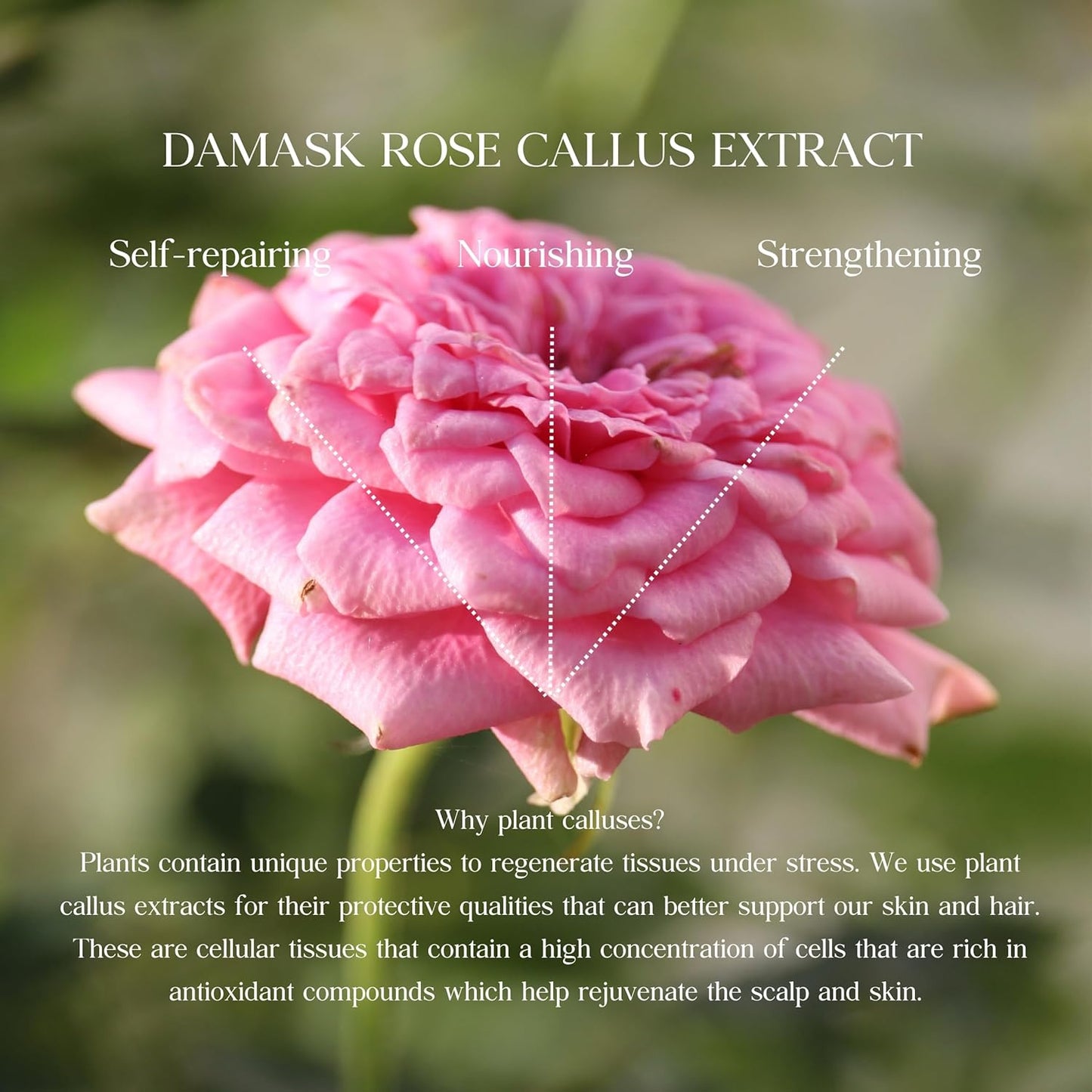 Rebalancing Botanic Cellcare Shampoo 500ml, 16.90 fl oz | Sulfate-Free, Paraben-Free and Color-Safe | pH Balancing