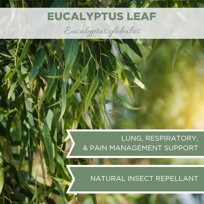 Elanen Naturals Organic Eucalyptus Leaf Tea 1 lb. (16 oz.), USDA Organic Eucalyptus Tea, Eucalipto Hojas Naturales, Eucalipto Leaves, Te De Eucalipto, Eaucalyptus, Calyptus, Cut & Sifted