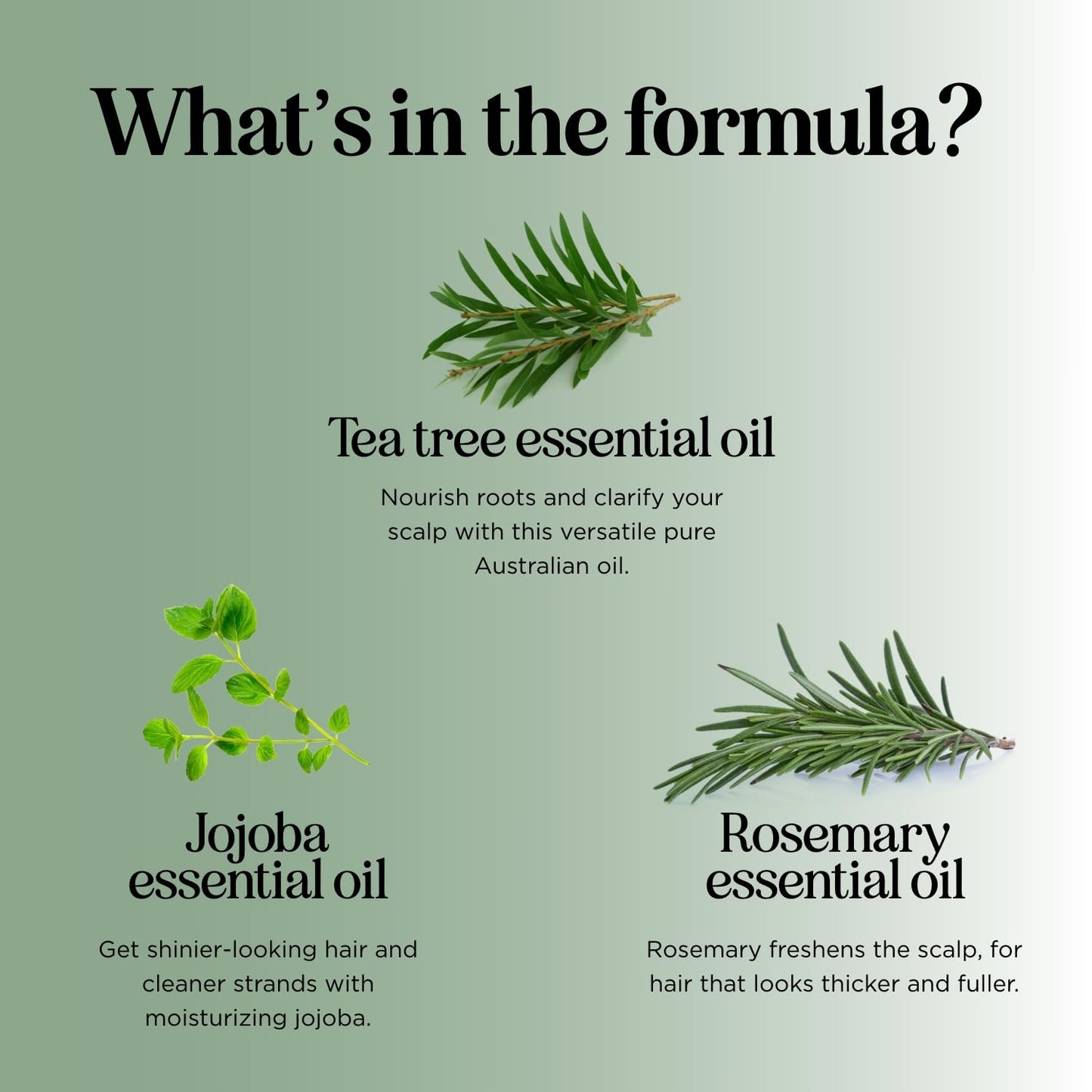 Invigorating Tea Tree Mint Shampoo - Rosemary Mint Shampoo for Oily Hair with Tea Tree Oil for Hair - Aromatherapy Clarifying Shampoo for Build Up Dry Scalp and Flakes with Essential Oils for Hair