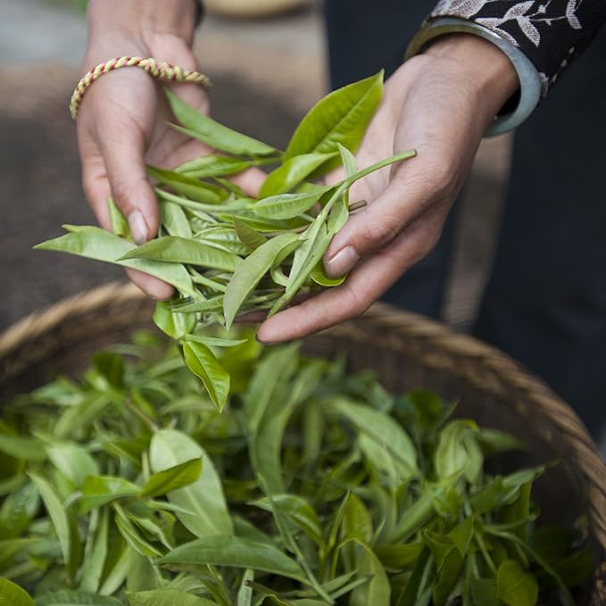 Palais des Thés - Organic Japanese Wellness Green Tea for Relaxation with Spirulina, Buckwheat, and Nashi Pear - 4.2oz Loose Leaf Metal Gift Tin