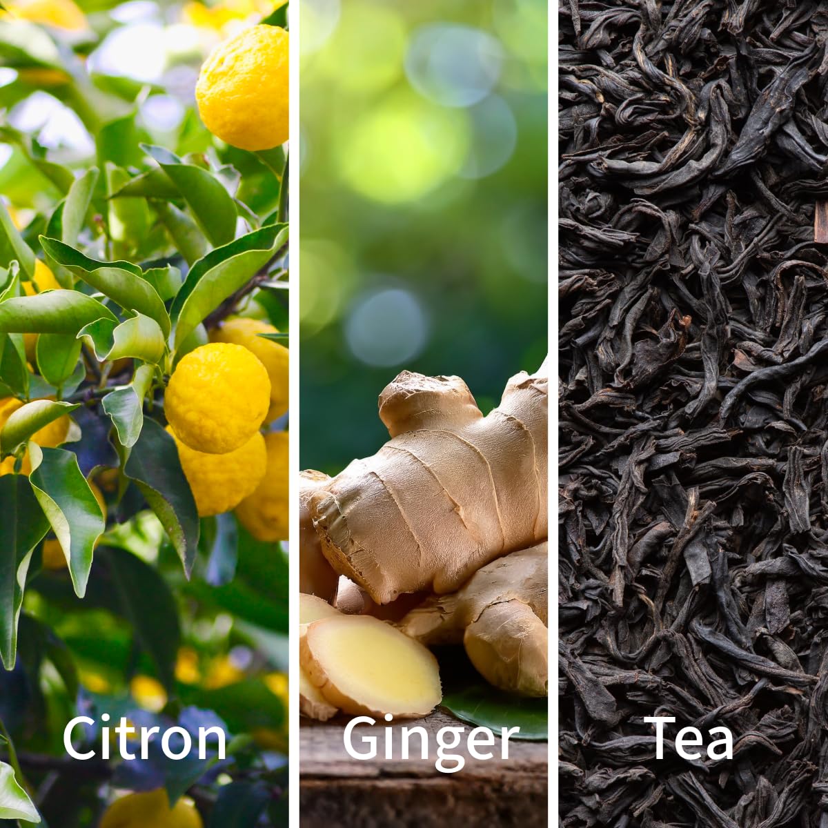 INDIRA Fresh Citron - Eau De Parfum - Citrus Aromatic - Unisex - 100 ML / 3.4 FL OZ - Spray