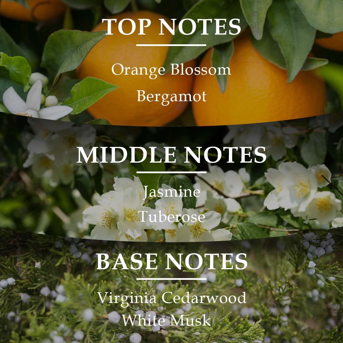 Lonkoom LOCK Pink Temptation Perfume for Women, 1.7 Fl Oz/50ml Eau De Parfum Spray Long-Lasting Fragrance, Floral Woody Notes of Madagascar Vanilla, Cedarwood, White Musk, Bergamot, Jasmine, Tuberose