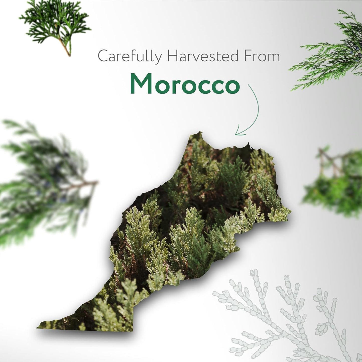 HBNO Organic Cedarwood Essential Oil - Huge 4 oz (120ml) Value Size - USDA Certified Organic Cedarwood Essential Oil for Aromatherapy, Soap Making, DIY, Fragrances, Diffuser.