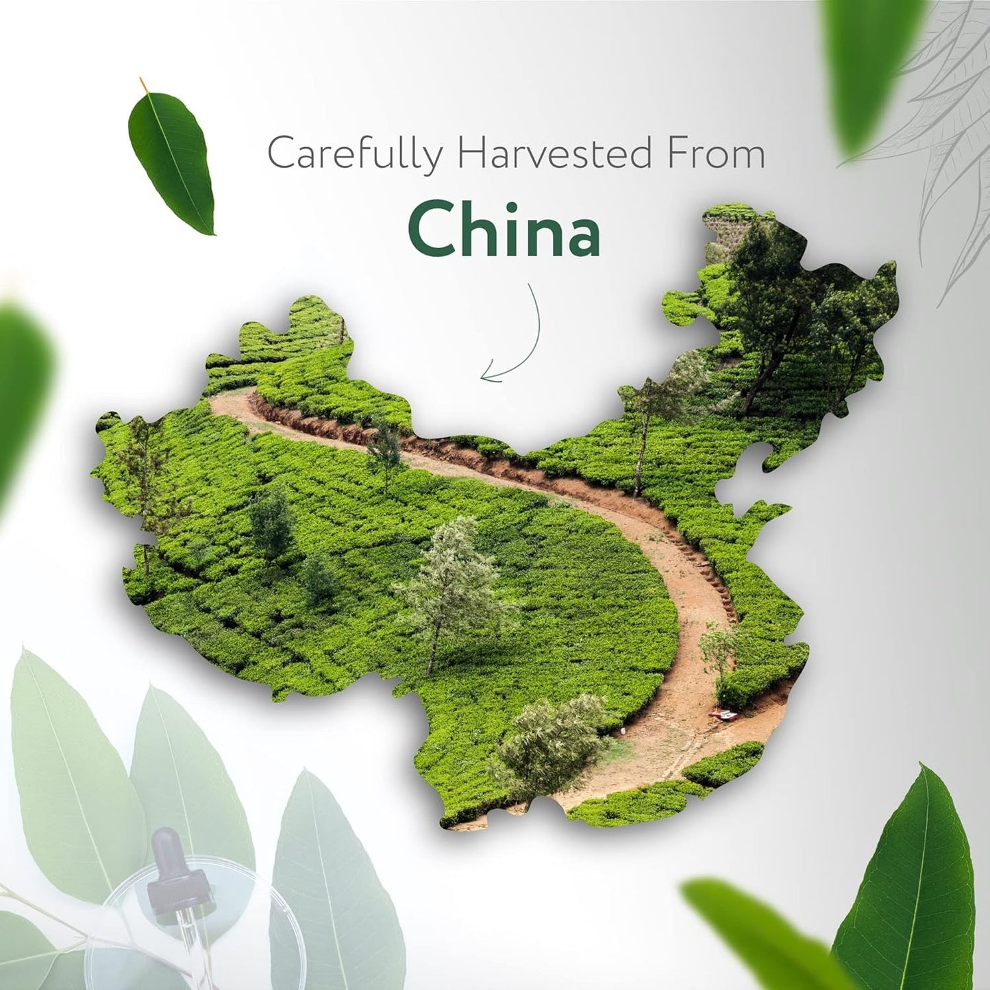 HBNO California Bottled Organic Eucalyptus Essential Oil (Globulus) - 4 fl oz (120ml) - USDA Certified Organic - Ideal for Diffuser, Hair, Face, Skin Care, Aromatherapy, Scalp & Body Massage