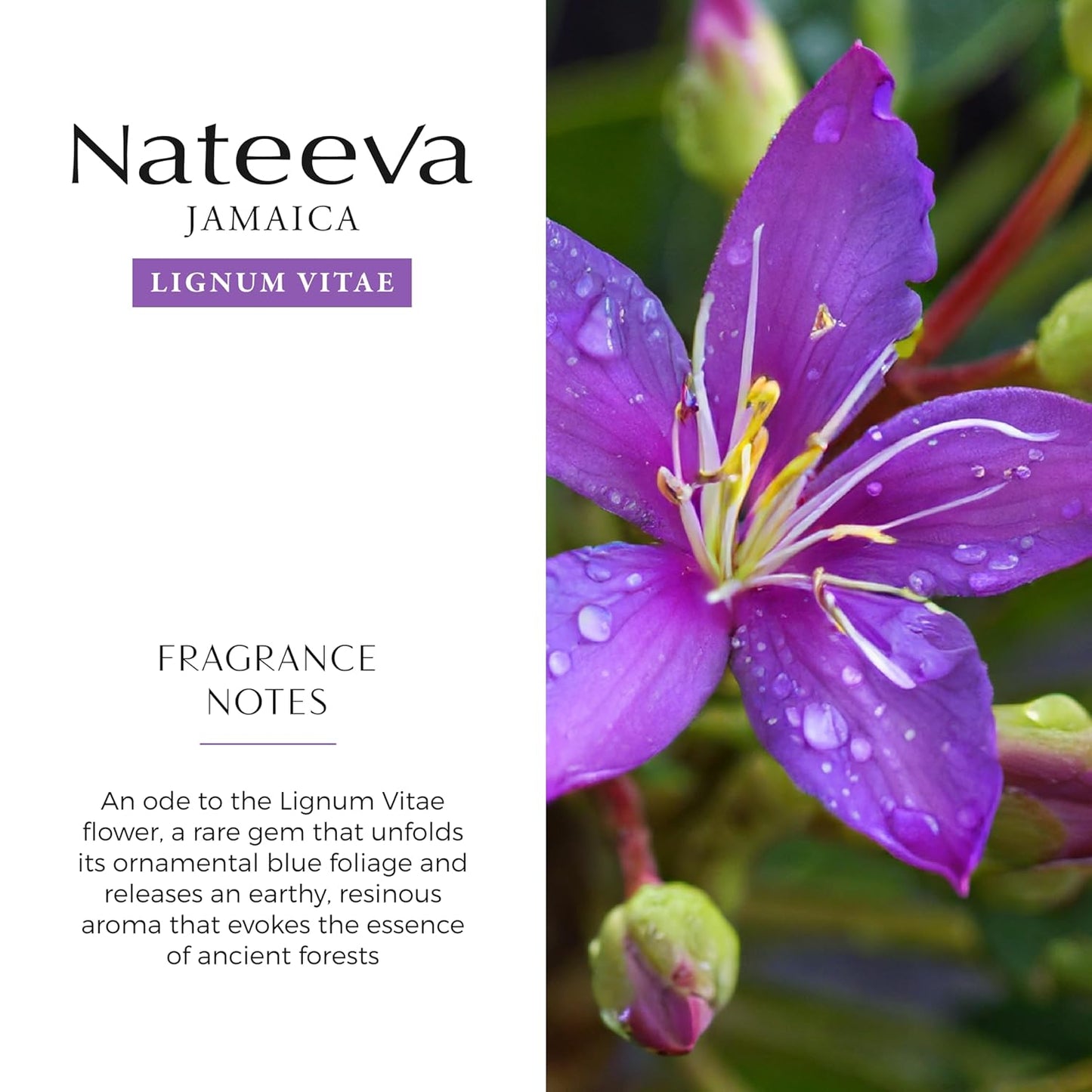 Jamaica Lignum Vitae Flower EDP Perfume Spray - 100 ml (3.4 oz)