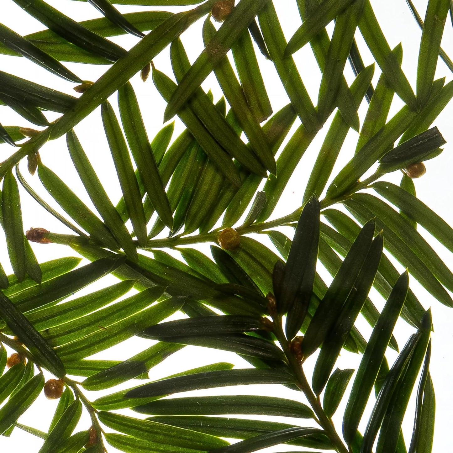 ESAS NYC Noble – Organic Perfume Mist, MADESAFE® – AROMATIC | WOODY | RESINOUS – 0.33 oz Fragrance EDP