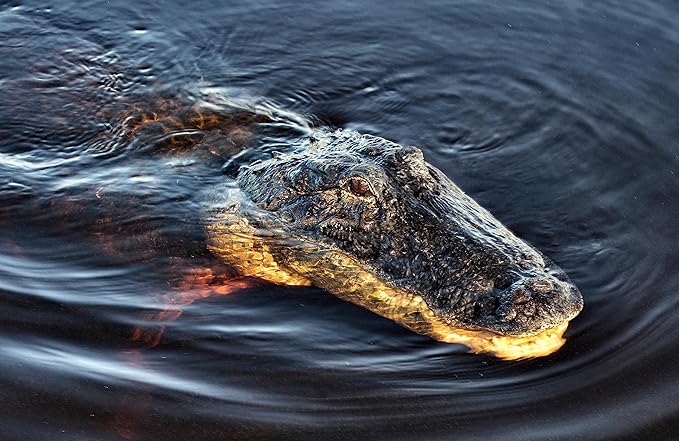 Wonderbox - Original Gift Idea - Experience Gift - Bucket List Experiences - 1 Activity to Choose from a Selection: Ferrari Driving, Dolphin Watching, Speedboat, Airboat for Gators Watching...