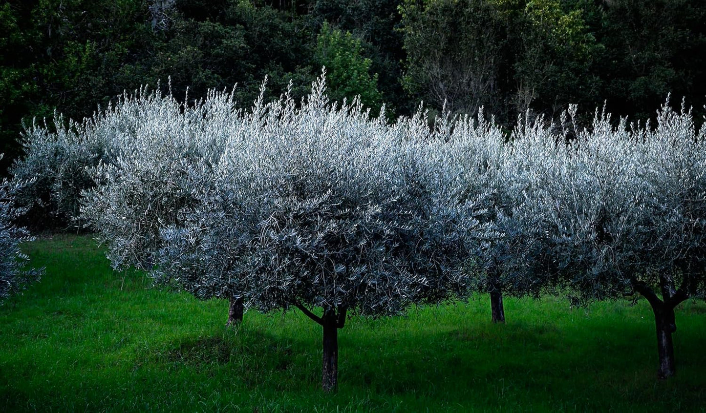 Lip Balm: Kiss of Blush (3-pack) by ODE Olive Oil Beauty, Organic EVOO, California Made, Luxurious Lip balm